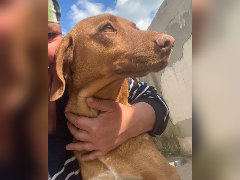 Laika - Vizsla Mix Schönheit sucht ihre Menschen