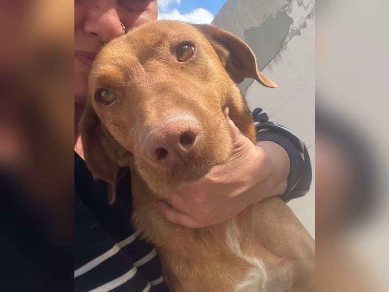 Laika - Vizsla Mix Schönheit sucht ihre Menschen