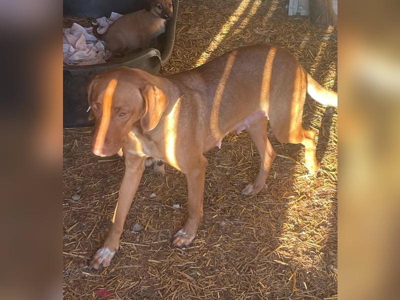 Laika - Vizsla Mix Schönheit sucht ihre Menschen