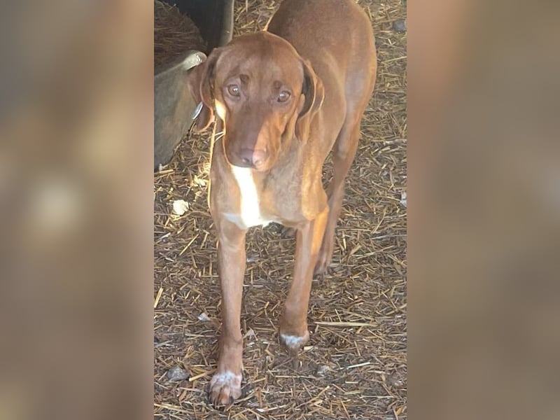 Laika - Vizsla Mix Schönheit sucht ihre Menschen