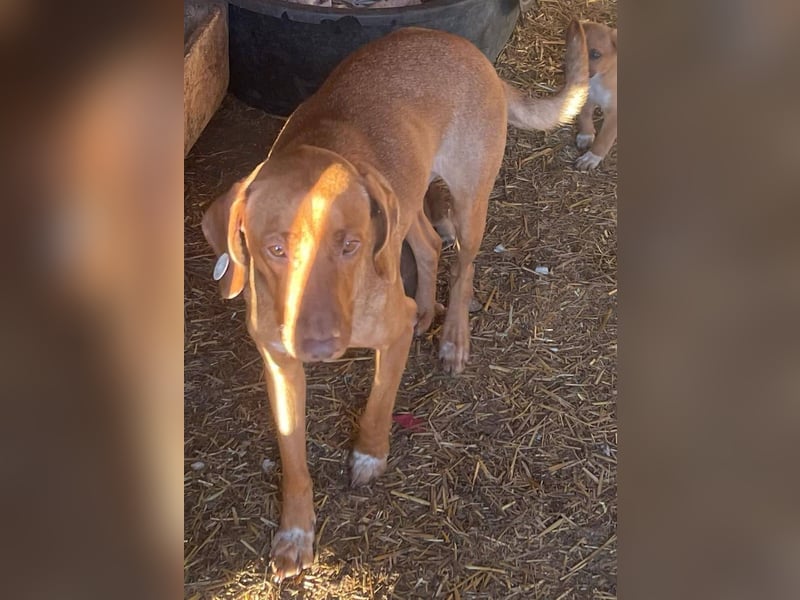 Laika - Vizsla Mix Schönheit sucht ihre Menschen