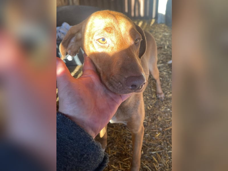 Laika - Vizsla Mix Schönheit sucht ihre Menschen