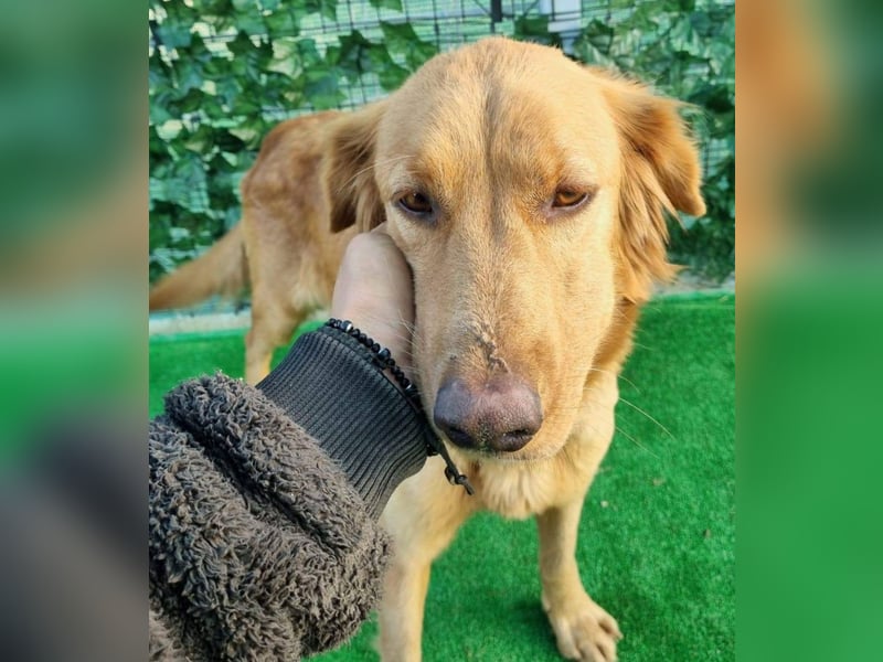 Lara – wunderschönes Retriever Mix Mädchen