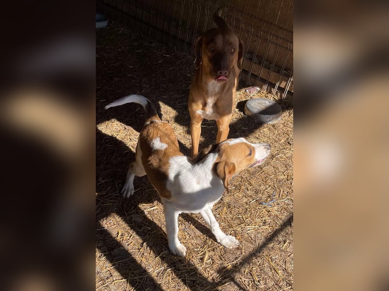 Laika - Vizsla Mix Schönheit sucht ihre Menschen