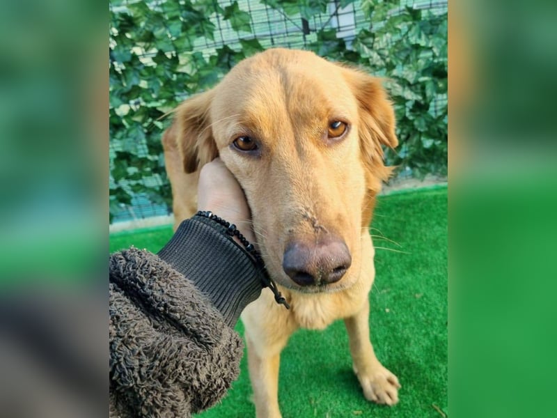 Lara – wunderschönes Retriever Mix Mädchen