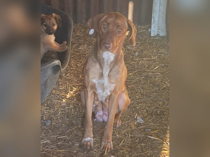 Laika - Vizsla Mix Schönheit sucht ihre Menschen