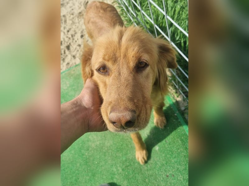 Lara – wunderschönes Retriever Mix Mädchen