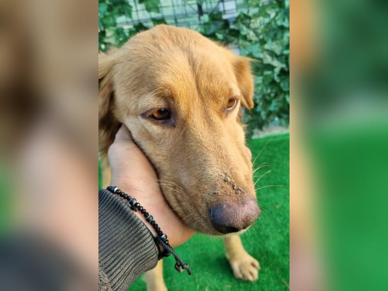 Lara – wunderschönes Retriever Mix Mädchen