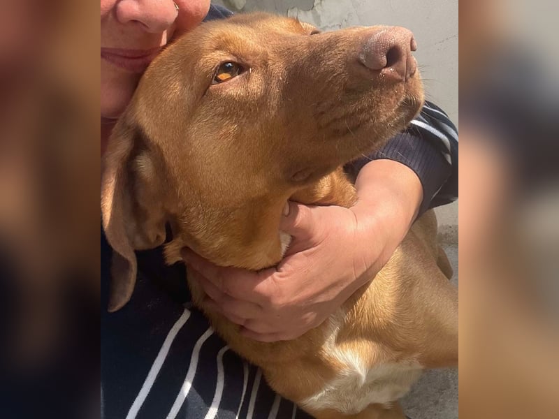 Laika - Vizsla Mix Schönheit sucht ihre Menschen