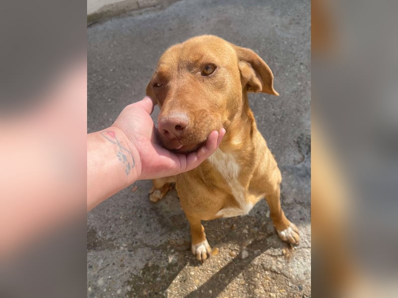 Laika - Vizsla Mix Schönheit sucht ihre Menschen