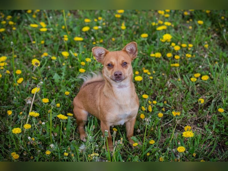 Rosanne - die kleine Maus möchte so gerne DEINE vierbeinige Begleiterin sein!