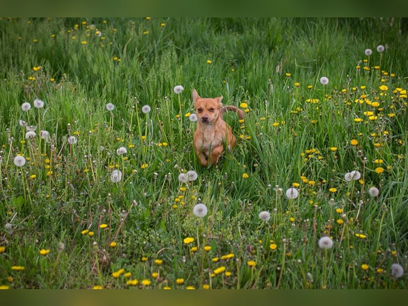 Rosanne - die kleine Maus möchte so gerne DEINE vierbeinige Begleiterin sein!