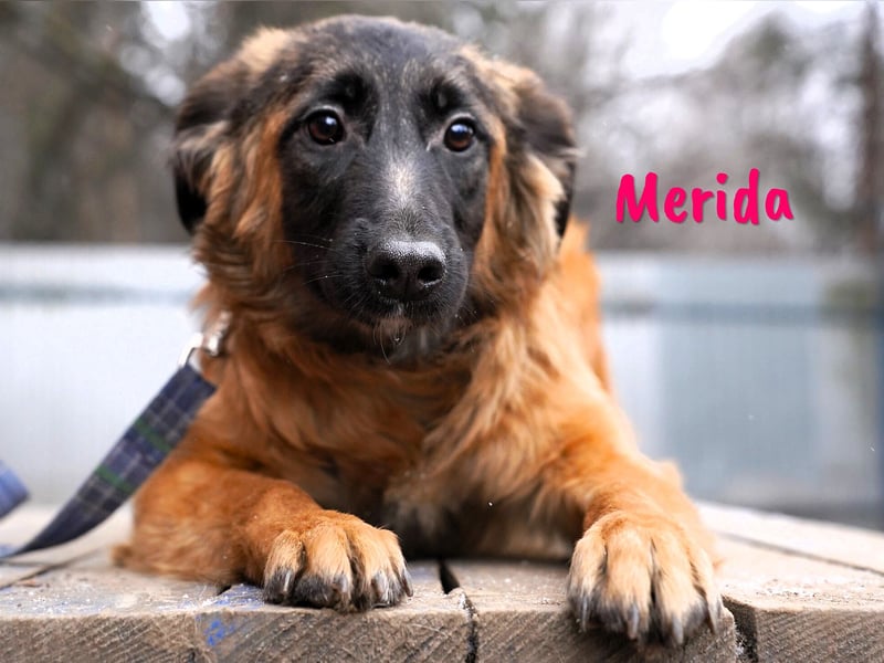 Merida geb. 04/2024 - neugierige, verschmuste traumhaft hübsche Junghündin!
