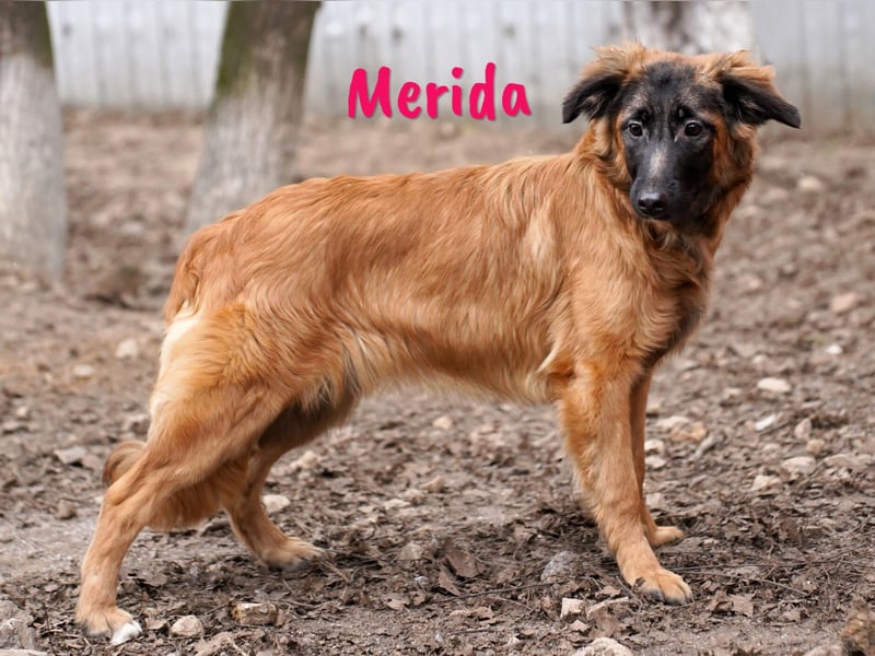 Merida geb. 04/2024 - neugierige, verschmuste traumhaft hübsche Junghündin!