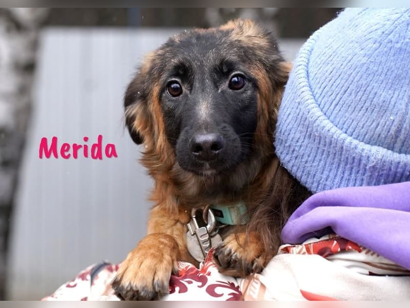 Merida geb. 04/2024 - neugierige, verschmuste traumhaft hübsche Junghündin!