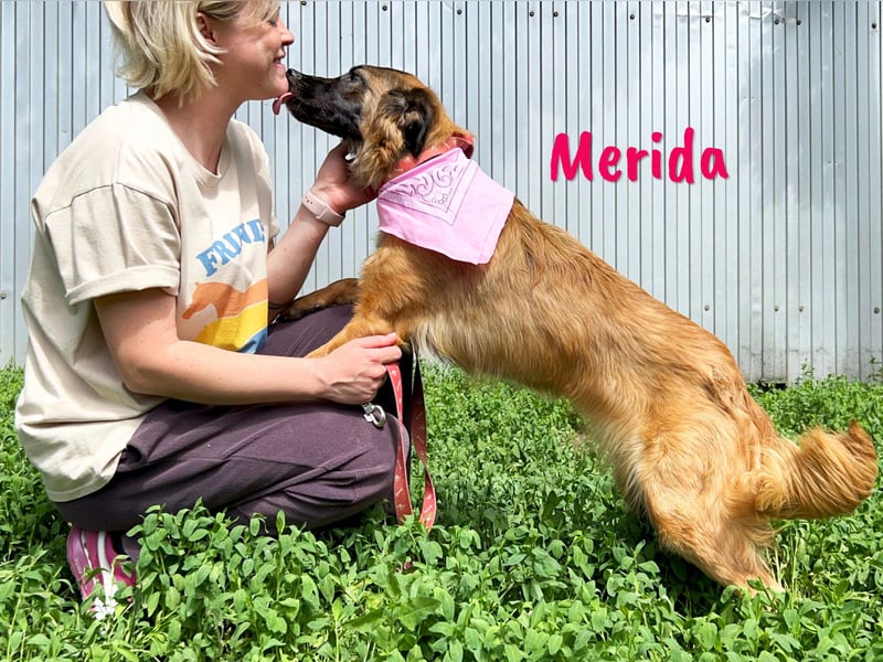 Merida geb. 04/2024 - neugierige, verschmuste traumhaft hübsche Junghündin!