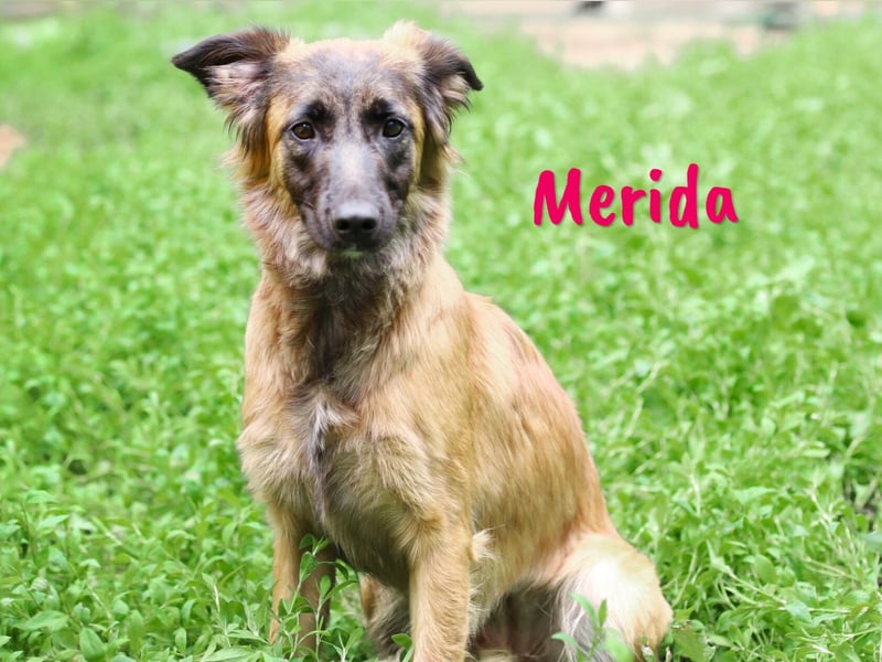 Merida geb. 04/2024 - neugierige, verschmuste traumhaft hübsche Junghündin!