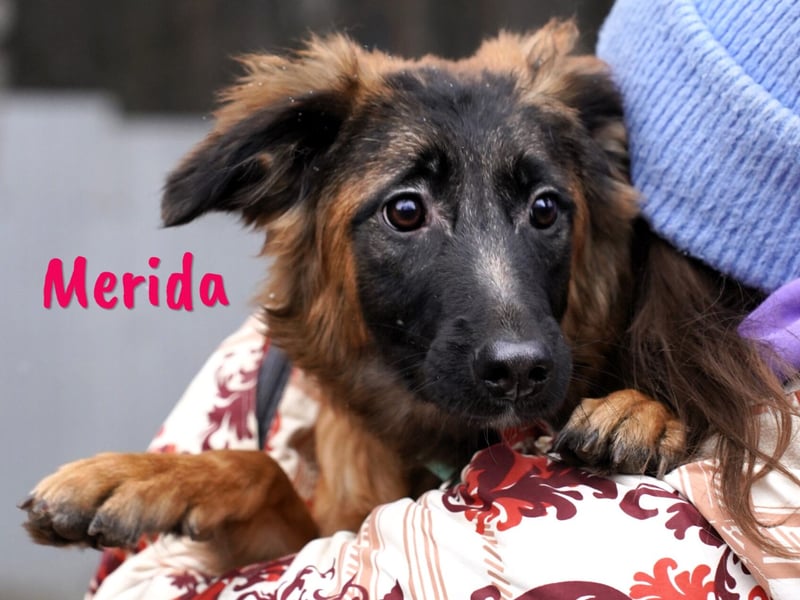 Merida geb. 04/2024 - neugierige, verschmuste traumhaft hübsche Junghündin!