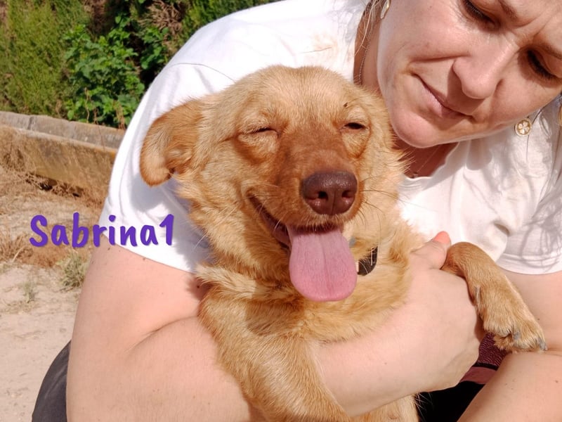 Sabrina1 geb. 06/2023 (ESP) - verschmuste und liebevolle Mini-Hündin!