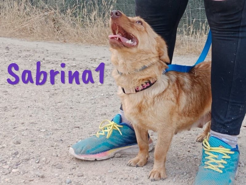 Sabrina1 geb. 06/2023 (ESP) - verschmuste und liebevolle Mini-Hündin!