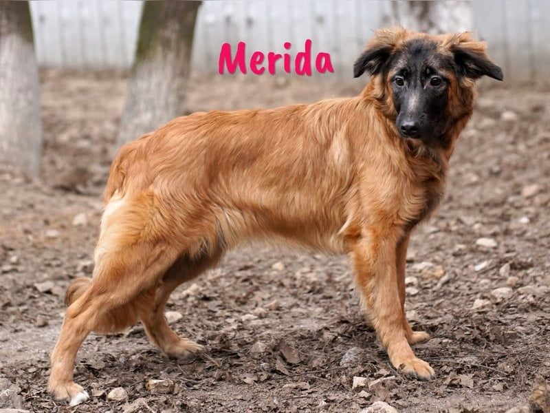 Merida geb. 04/2024 - neugierige, verschmuste traumhaft hübsche Junghündin!