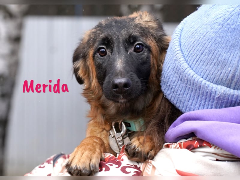 Merida geb. 04/2024 - neugierige, verschmuste traumhaft hübsche Junghündin!