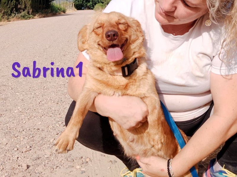 Sabrina1 geb. 06/2023 (ESP) - verschmuste und liebevolle Mini-Hündin!