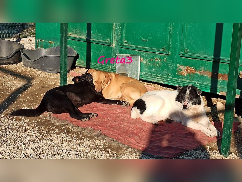 Greta3 05/2019 (GRC) - freundliche, schüchterne Schönheit!