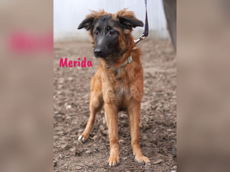 Merida geb. 04/2024 - neugierige, verschmuste traumhaft hübsche Junghündin!