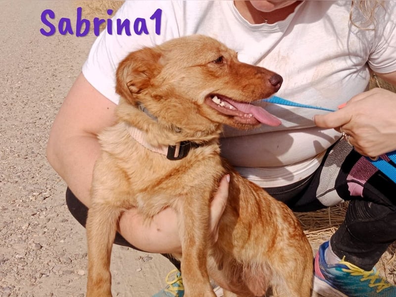Sabrina1 geb. 06/2023 (ESP) - verschmuste und liebevolle Mini-Hündin!