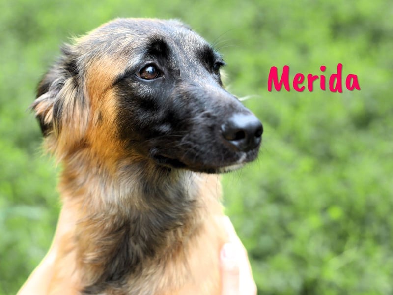 Merida geb. 04/2024 - neugierige, verschmuste traumhaft hübsche Junghündin!