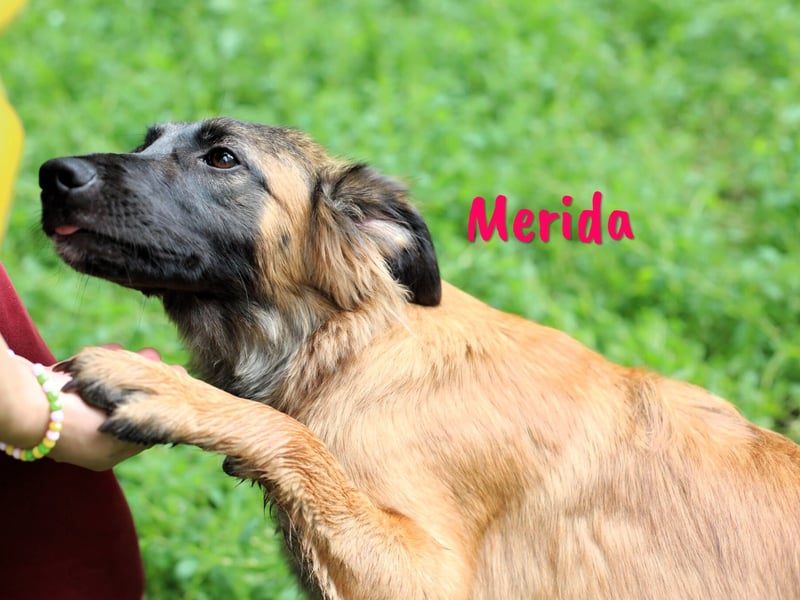 Merida geb. 04/2024 - neugierige, verschmuste traumhaft hübsche Junghündin!