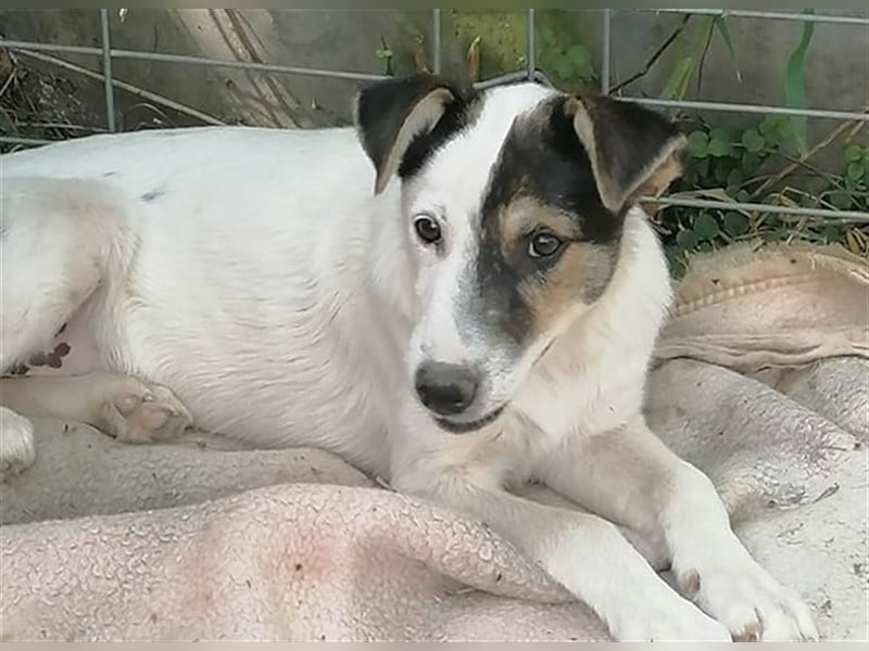 Akela