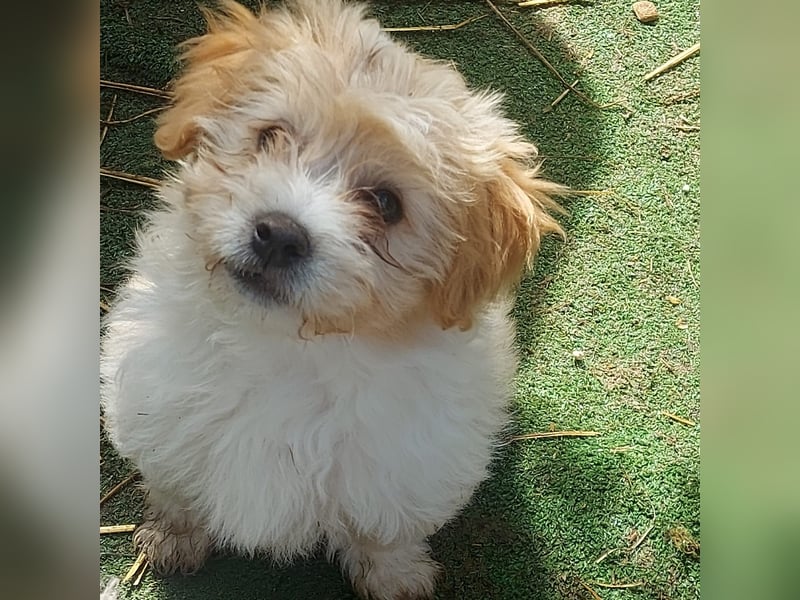 Millie