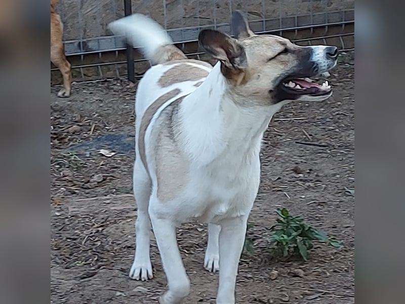 Vlada