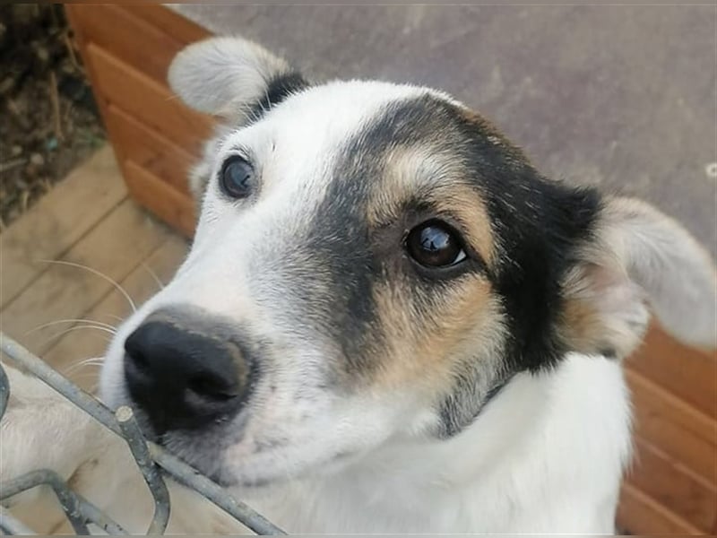 Akela