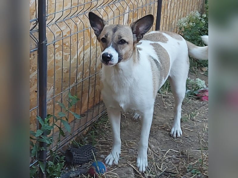 Vlada