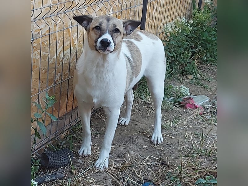 Vlada