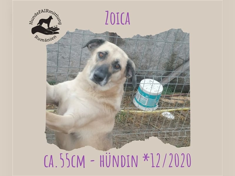 Zoica