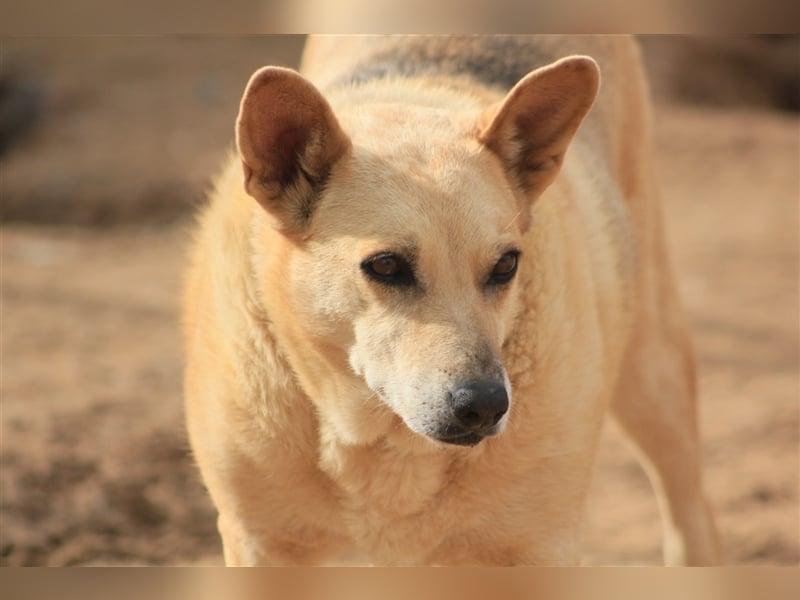 Laika – wer gibt ihr eine Chance?