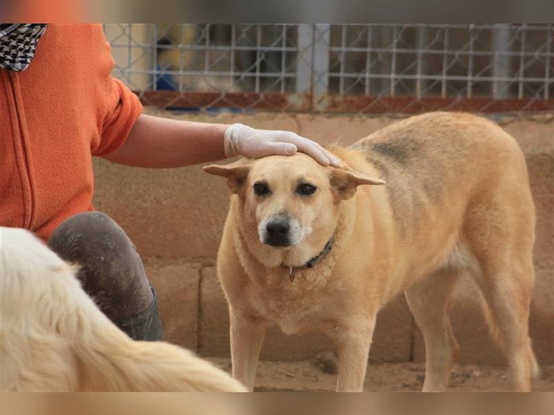 Laika – wer gibt ihr eine Chance?