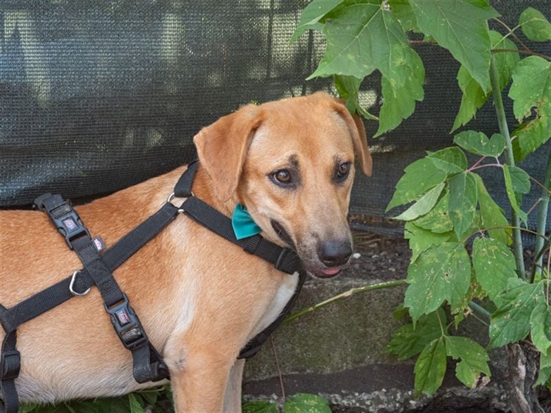 KIWI-liebt es zu kuscheln und Aufmerksamkeit zu bekommen