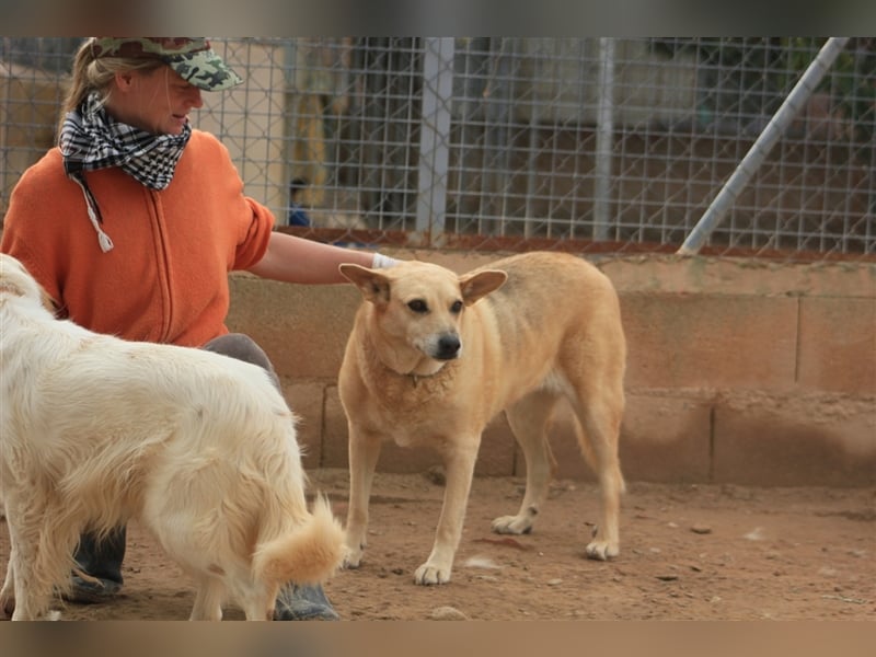 Laika – wer gibt ihr eine Chance?