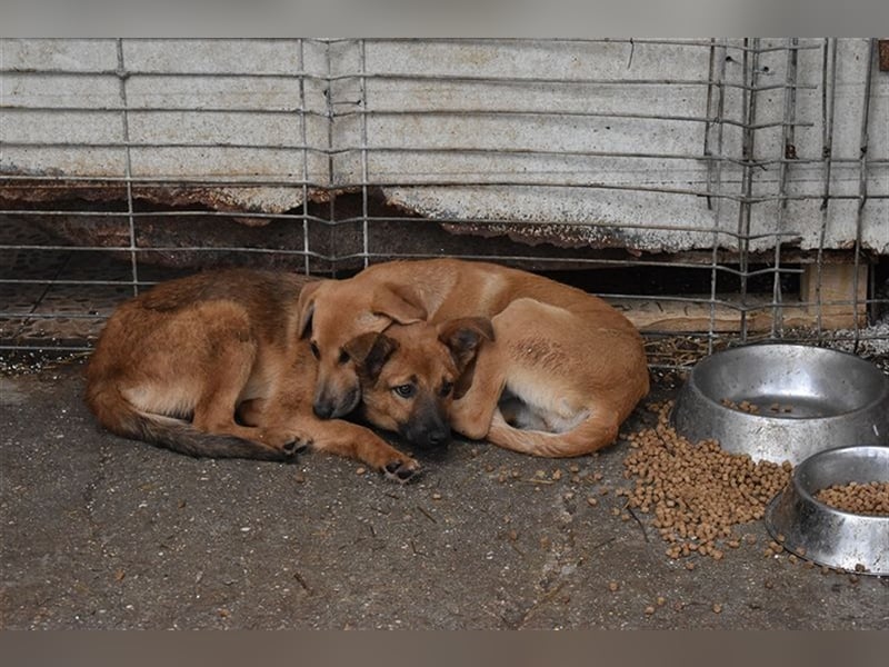 KIWI-liebt es zu kuscheln und Aufmerksamkeit zu bekommen