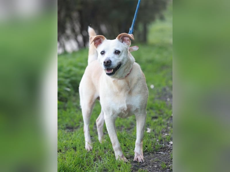LAIKA-bezauberndes, sanftes Trennungskind sucht neue Familie