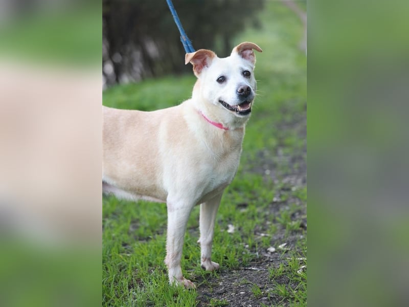LAIKA-bezauberndes, sanftes Trennungskind sucht neue Familie