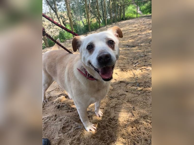 LAIKA-bezauberndes, sanftes Trennungskind sucht neue Familie