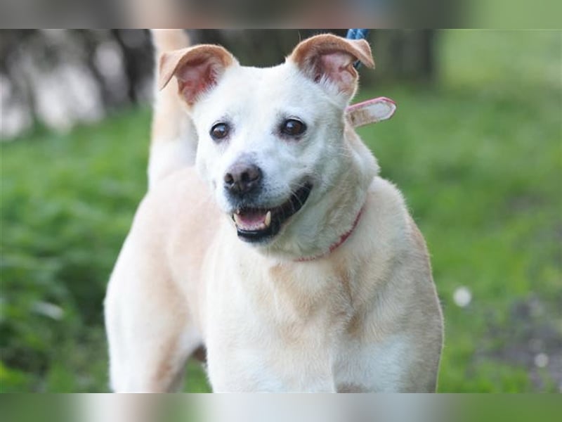 LAIKA-bezauberndes, sanftes Trennungskind sucht neue Familie