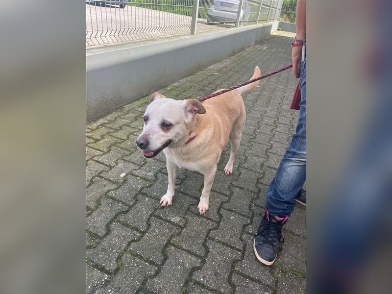 LAIKA-bezauberndes, sanftes Trennungskind sucht neue Familie