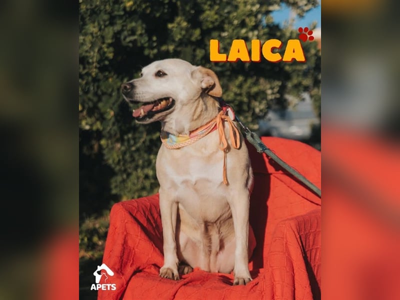 LAIKA-bezauberndes, sanftes Trennungskind sucht neue Familie